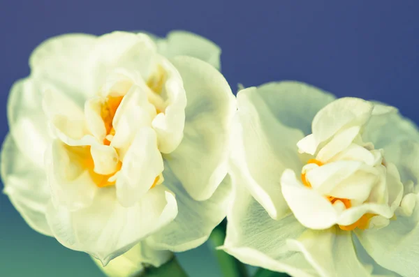 Narciso blanco — Foto de Stock