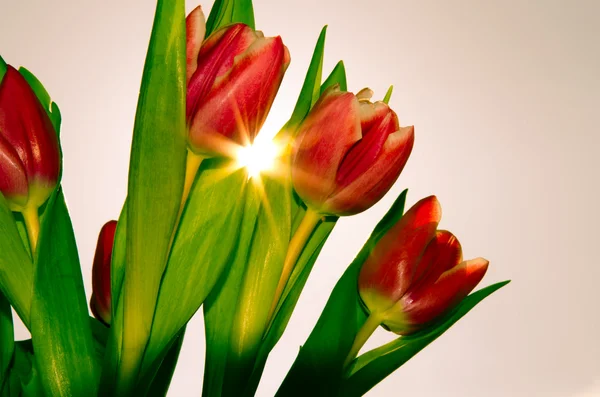 Red tulips — Stock Photo, Image