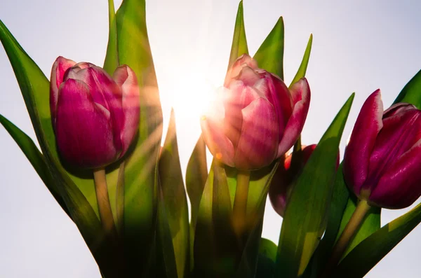 Tulipanes rosados — Foto de Stock