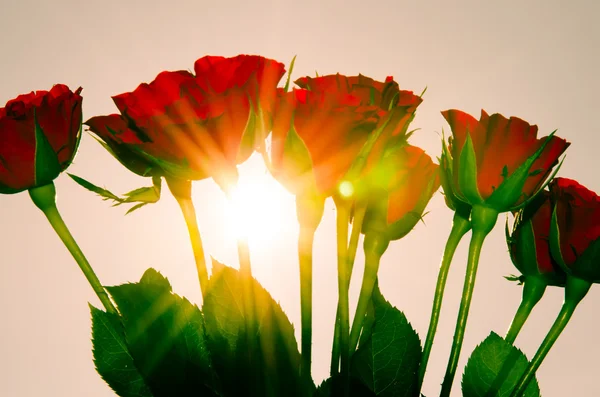 Rosas rosadas — Foto de Stock