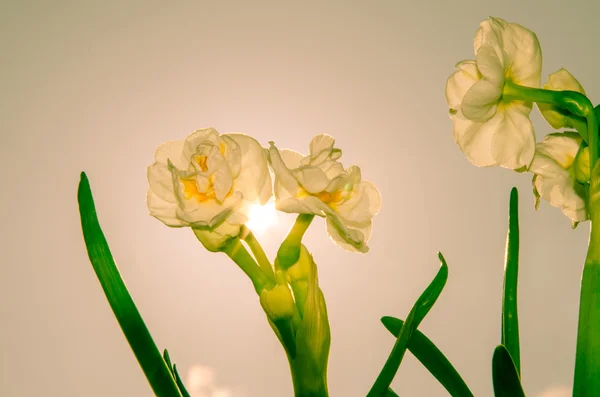 Fehér daffodil — Stock Fotó