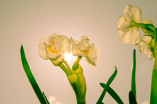 Bílý Narcis — Stock fotografie