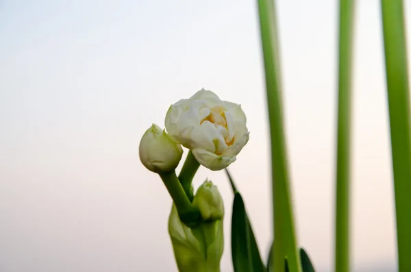 Beyaz nergis — Stok fotoğraf