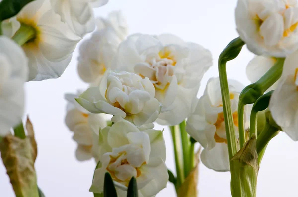 White daffodil — Stock Photo, Image