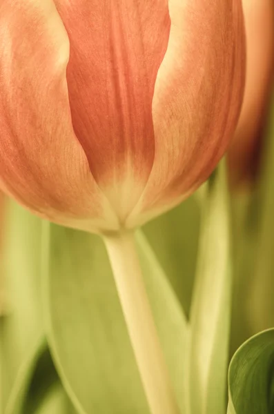 Tulpen — Stockfoto