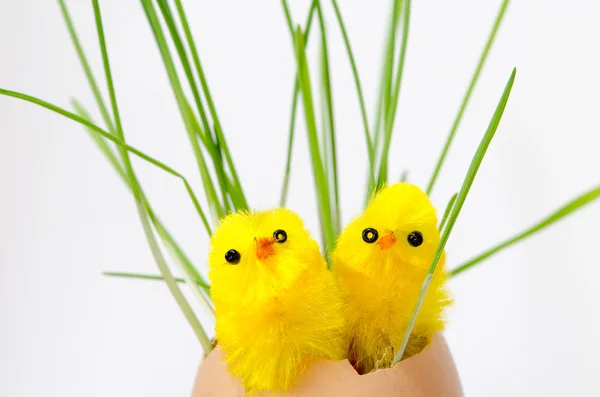Easter chicken — Stock Photo, Image