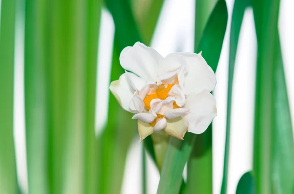 Narciso blanco — Foto de Stock