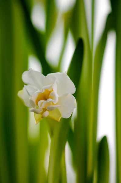 白い水仙 — ストック写真