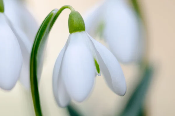 白色的雪花莲 — 图库照片