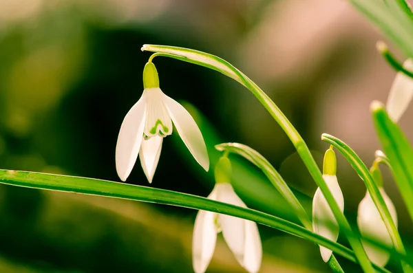 White snowdrop — Stock Photo, Image