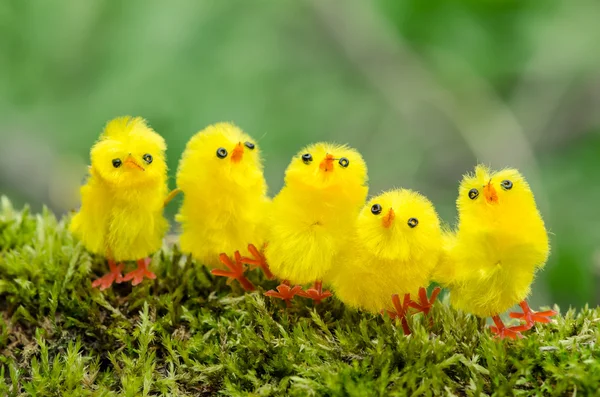 Easter chicken — Stock Photo, Image