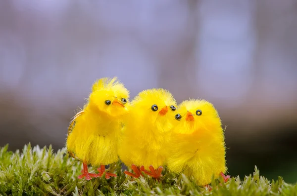 Easter chicken — Stock Photo, Image