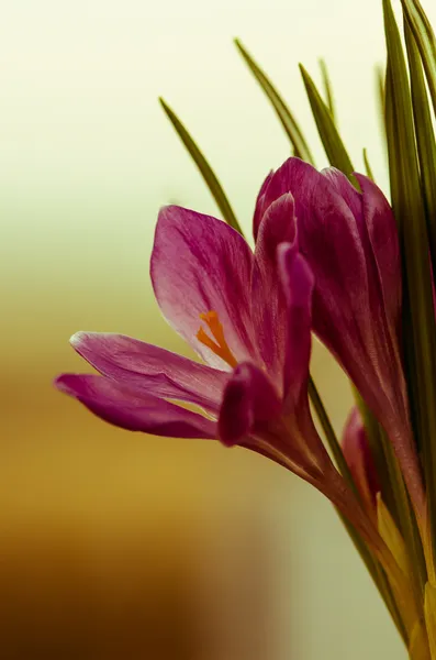 Crocus — Stockfoto