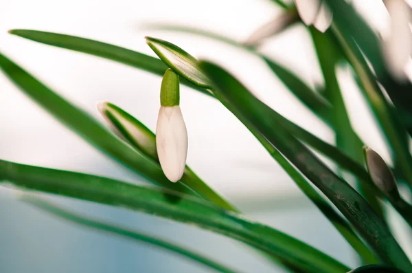 Sneeuwklokje — Stockfoto