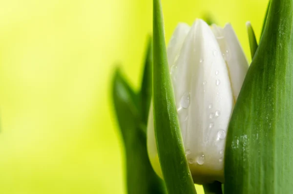 Weiße Tulpe — Stockfoto