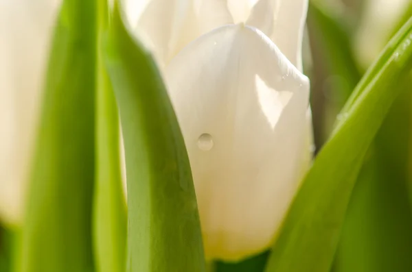 White tulip — Stock Photo, Image