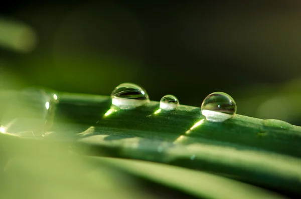 Wassertropfen — Stockfoto