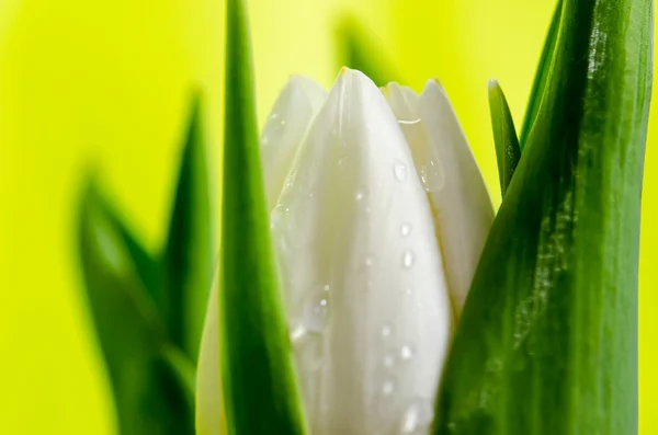 Weiße Tulpe — Stockfoto