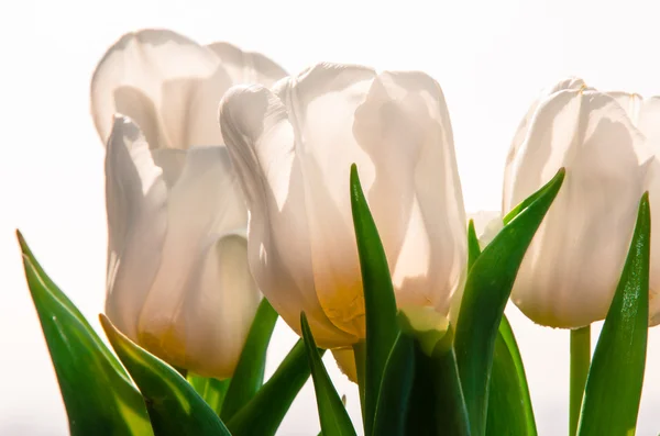 Tulipán blanco — Foto de Stock