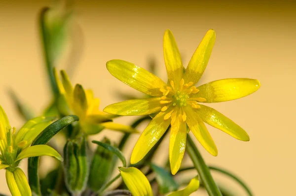 Copo-rei amarelo — Fotografia de Stock