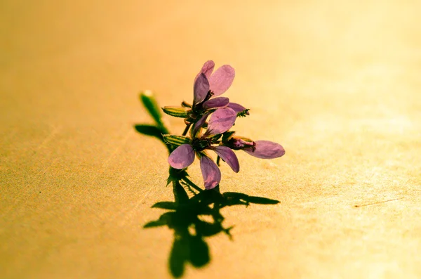 Flor violeta — Fotografia de Stock