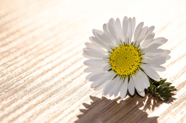 Daisy — Stock Photo, Image