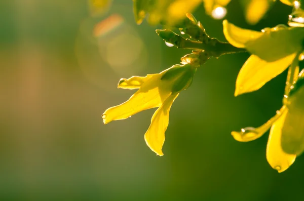 Forsythia — Stock fotografie