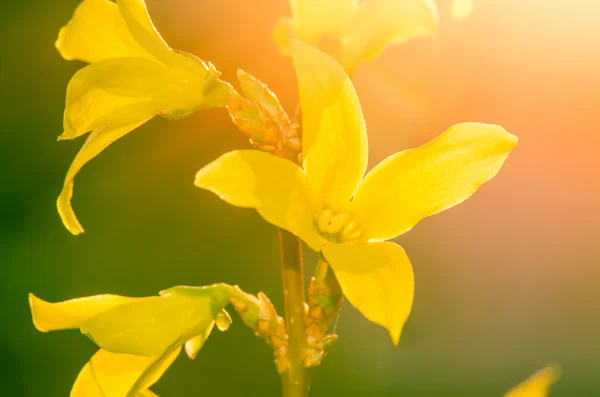 Hor çiçeği — Stok fotoğraf