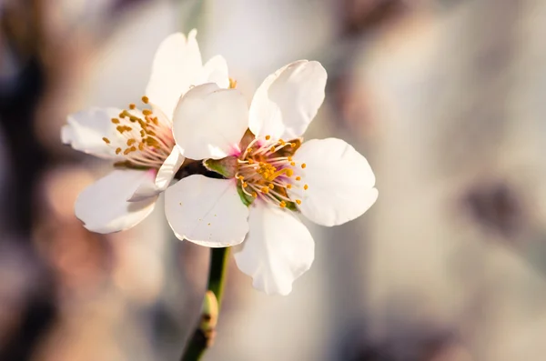 Frühlingsblume — Stockfoto