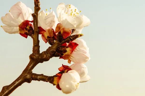 Spring flower — Stock Photo, Image