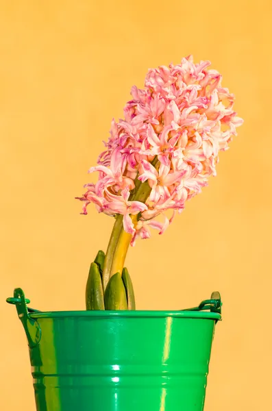 Pink hyacinth — Stock Photo, Image