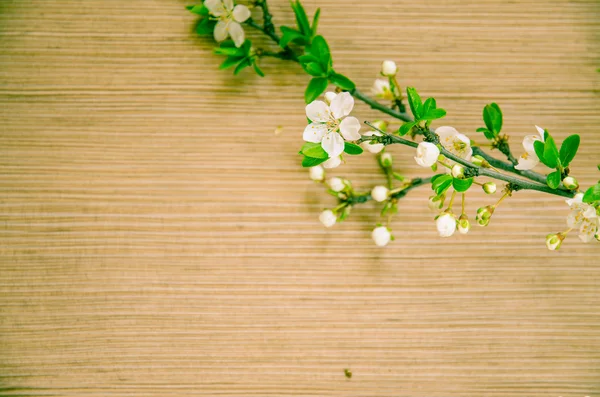 Retro voorjaar bloem — Stockfoto