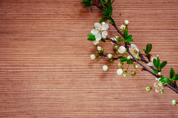 Retro spring flower — Stock Photo, Image
