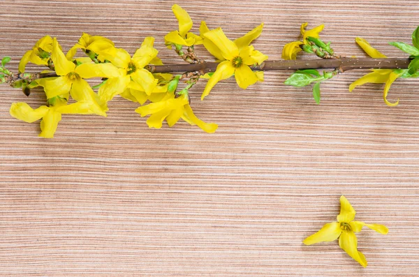 Retro Jarní květina — Stock fotografie