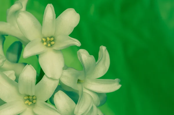 White hyacinth — Stock Photo, Image