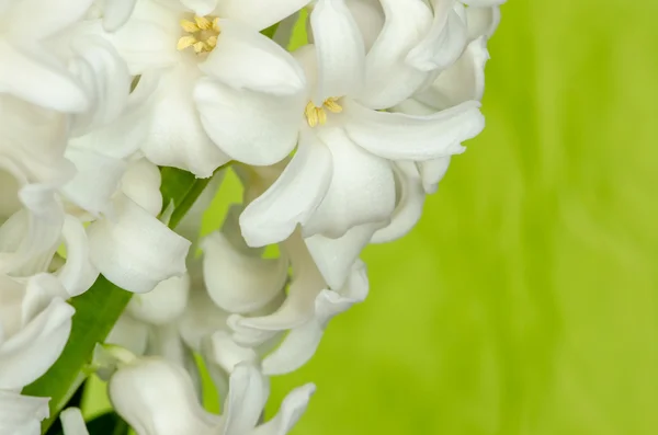 Bílý Hyacint — Stock fotografie