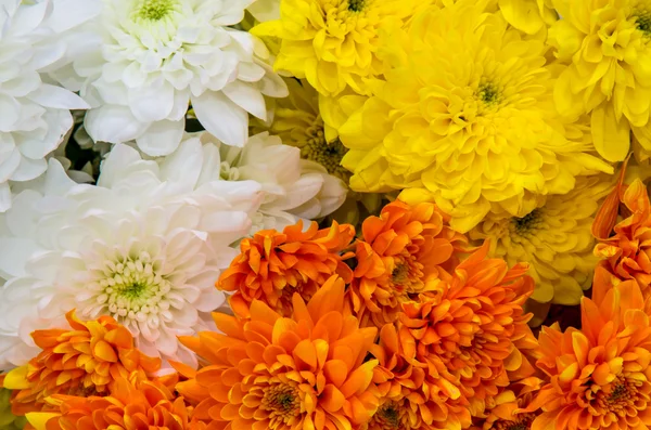 Kleurrijke chrysant — Stockfoto