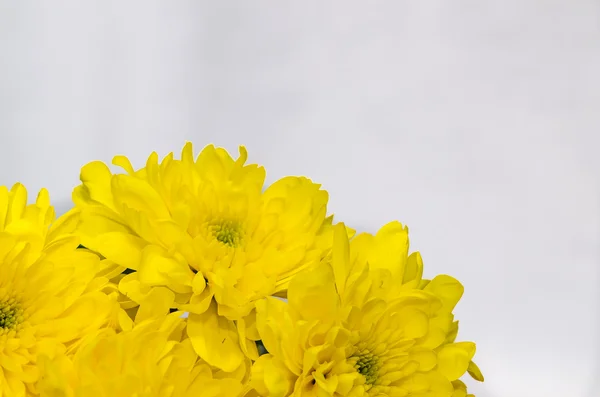 Yellow chrysanthemum — Stock Photo, Image