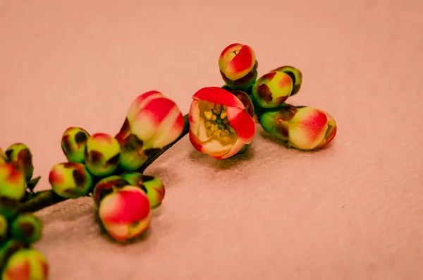 Flor de cereza rosa — Foto de Stock