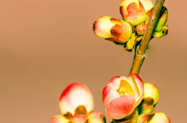 Pembe kiraz çiçek — Stok fotoğraf