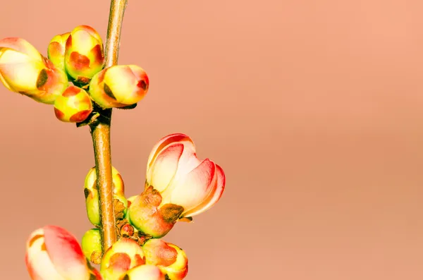 Flor de cereza rosa —  Fotos de Stock