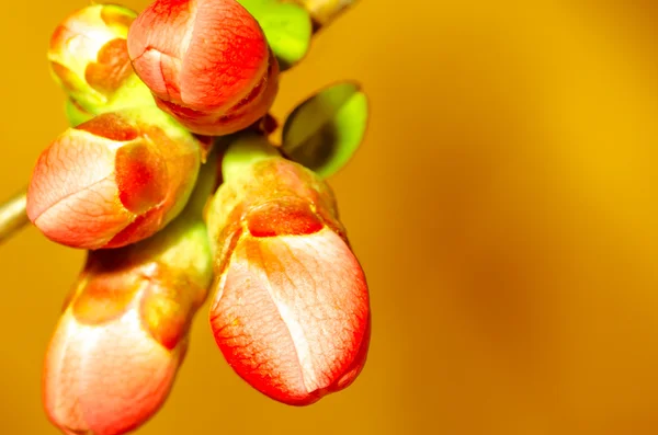 Roze cherry bloem — Stockfoto