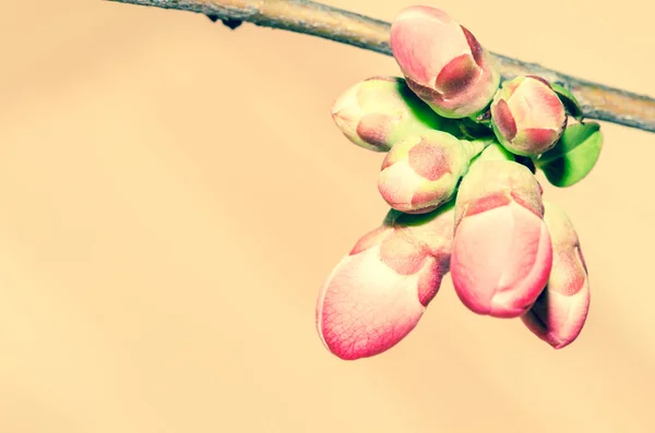 Pink cherry flower — Stock Photo, Image