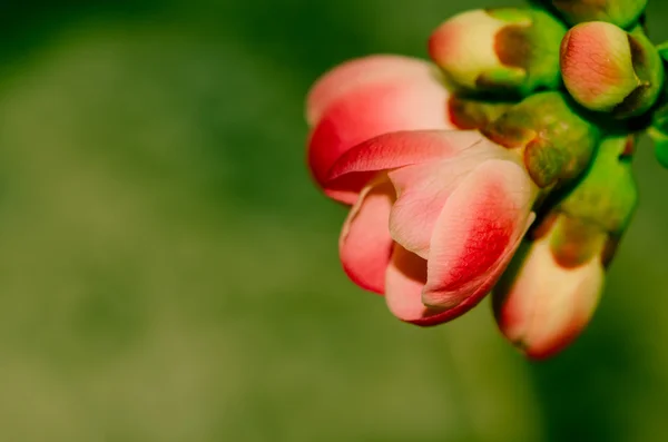 Flor de cereja rosa — Fotografia de Stock