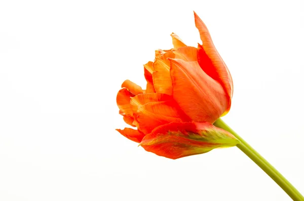 Rote Tulpe — Stockfoto