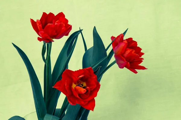 Tulipano rosso — Foto Stock