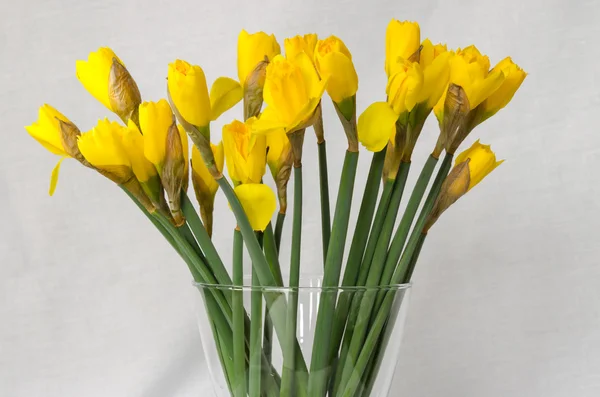 Yellow daffodil — Stock Photo, Image