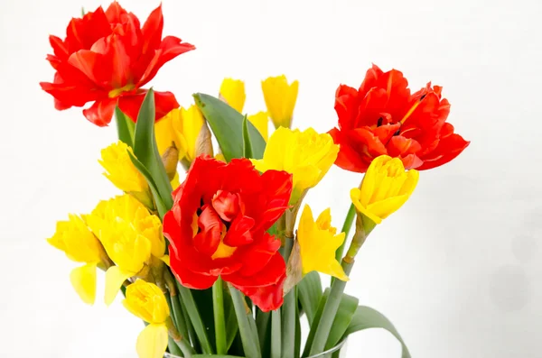 Yellow daffodil and red tulip — Stock Photo, Image