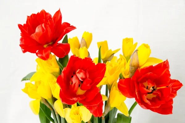 Yellow daffodil and red tulip — Stock Photo, Image