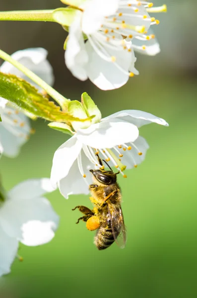 Abelha em flor branca — Fotografia de Stock